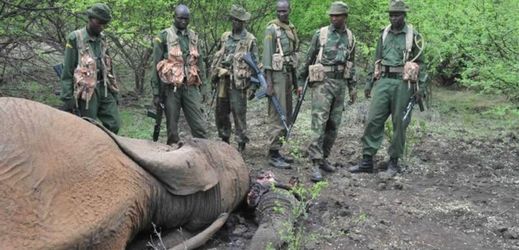 Tanzanie neustále bojuje s pytláctvím, kvůli kterému je současný počet tamních slonů odhadován pouze na čtyřicet tisíc kusů (ilustrační foto).