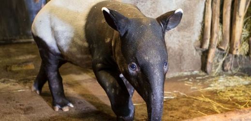 Tříměsíční mládě tapíra čabrakového dostalo jméno Budak Puntja.