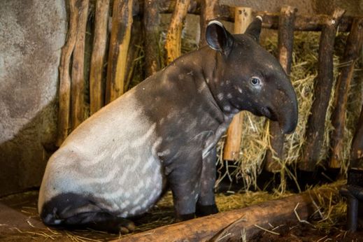 Na světě žije posledních asi 5000 tapírů čabrakových.