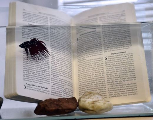 Na snímku je "nepromokavý" exemplář Písma uložený v akváriu.