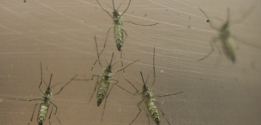 Samičky komárů Aedes aegypti, kteří přenášejí virus zika.