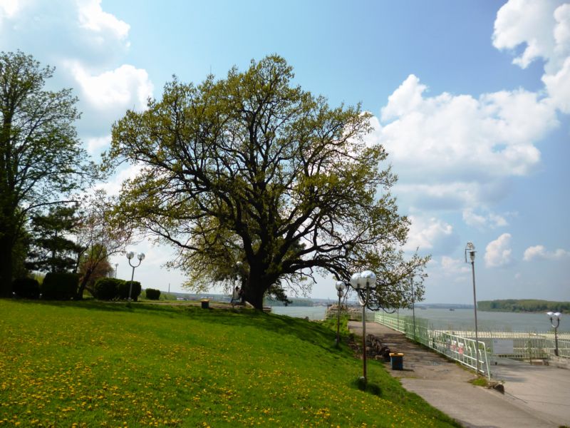 Dub v Dunajském parku v Silistře, BulharskoPříběh stromuDub je nejstarším stromem v nejstarším městském parku v Bulharsku - Dunajském parku v Silistře. Starý dub, jak se stromu říká, vysadili v roce 1910. Dunajský park byl založen v roce 1870. V roce 1991 jej prohlásili za přírodní památku národního významu. Dub má v našich každodenních životech významné místo a neustále jej obklopuje spousta lidí, kteří čerpají jeho životní energii.Foto: Nevyana Marinova