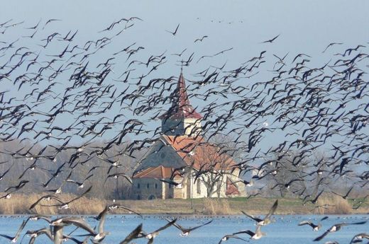 Takzvaný birdwatching (pozorování ptáků) v Česku nabírá na popularitě.