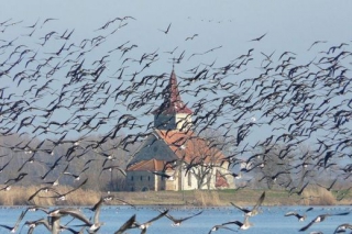 Takzvaný birdwatching (pozorování ptáků) v Česku nabírá na popularitě.