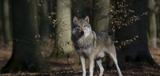 Doposud posledním důkazem o výskytu vlka v Jeseníkách byl zastřelený jedinec v roce 2005 (ilustrační foto).