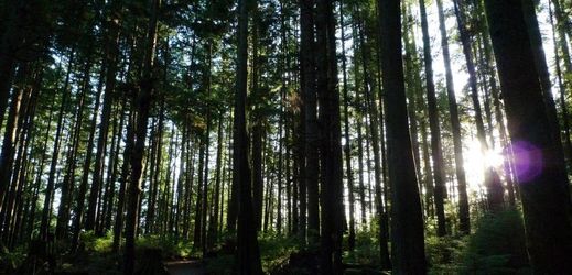 Jehličnatý les (ilustrační foto).