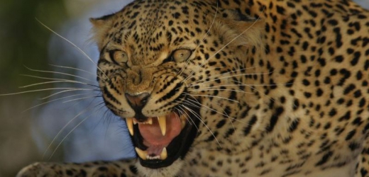 Odchyt leoparda v areálu školy trval dlouhých čtrnáct hodin (ilustrační foto).