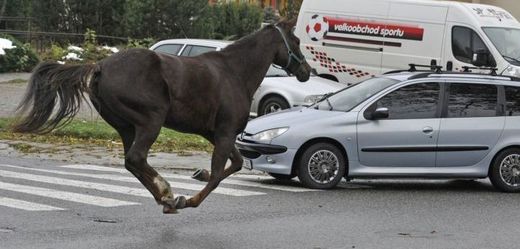 Kůň na silnici (ilustrační foto)