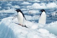 Tučňáci - Antarktida. 