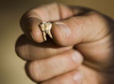 Prastarý zub nalezený v archeologickém nalezišti nedaleko Roš ha-Ajin v Izraeli. Stáří se odhaduje na 400 tisíc let.