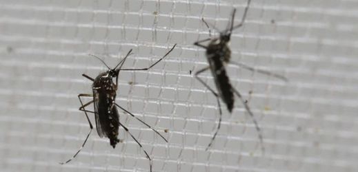 Virus zika přenáší komáři druhu Aedes aegypti.