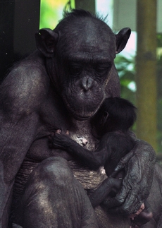 Menopauza byla pozorována i u našich nejbližších příbuzných šimpanzů.