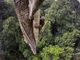 Orangutanovy těžké časy
Kategorie: Příroda
Fotograf: Tim Laman