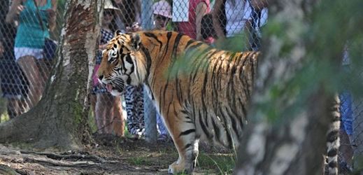 V táborské zoo je k vidění i tygr ussurijský.