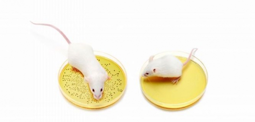 Na ilustračním snímku vlevo je mladý dospělý jedinec standardní myši se střevní mikrobiotou (bakteriemi); vpravo mladý dospělý jedinec bezmikrobní myši (bez střevní mikroflóry).