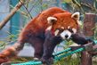 Třetí místo:Jan Volný, SPOKOJENÁ PANDA. Panda červená není na rozdíl od své větší jmenovkyně závislá pouze na konzumaci bambusu, což je jeden z důvodů, proč se neřadí mezi extrémně ohrožené druhy. Fotografie ze šanghajské zoo.
