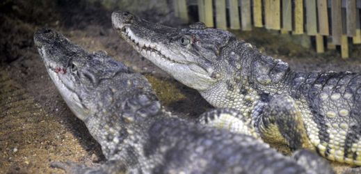 Krokodýli (ilustrační foto).