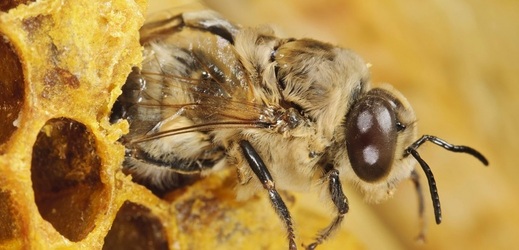 Zkušební úl v německém parlamentu obývá asi 2000 včel, letos by se mělo včelstvo rozšířit na 50 tisíc.