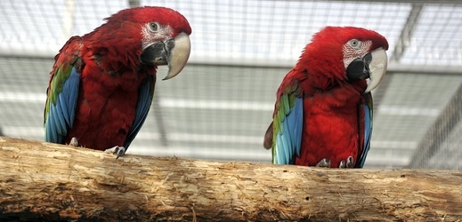 Papouščí zoo v Bošovicích je první svého druhu v Česku.