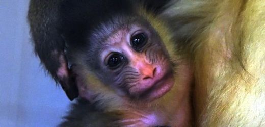 Mandril rýholící patří k nejpestřeji zbarveným primátům.