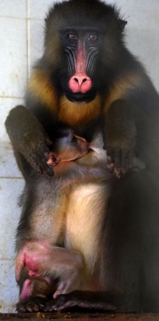 Matka nosí mládě stále přitisknuté na břiše, proto zatím není známé jeho pohlaví.