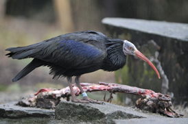 Ve volné přírodě dnes žije maximálně 370 ibisů.