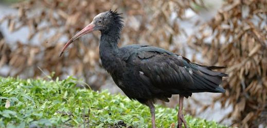 Stovky lidí volají své tipy, kde by se mohli vzácní ibisové nacházet.