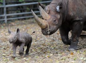 Poptávka po rohu nosorožců je v Asii velká, přisuzují se mu léčivé vlastnosti.