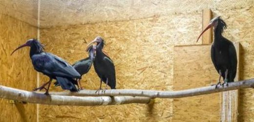 Pražská zoo má zpátky již 11. ibisa z 18, kteří v úterý uletěli z voliéry poškozené sněhem. 