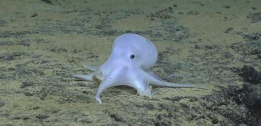 Vědci nejspíš objevili nový druh chobotnice.