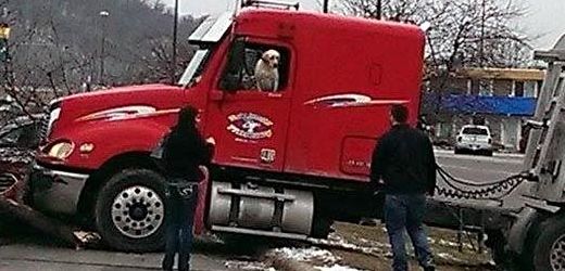 Pes za volantem kamionu.