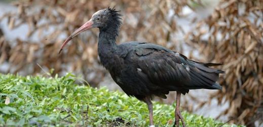 Přímo v Praze se podařilo chytit další dva ibisy z pražské zoo.