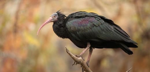 Čtrnáctý ibis byl odchycen v Horních Měcholupech do pěvčí sítě.