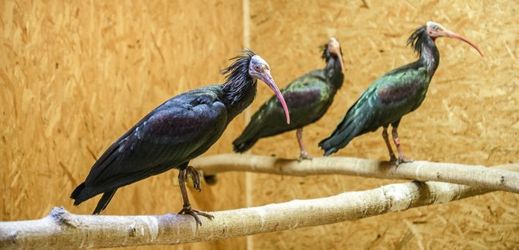 Uhynulý ibis spolykal mnoho cizorodých předmětů, slimáků a mnohonožek.