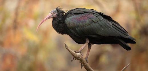 Na snímku obyvatel pražské zoo ibis skalní.