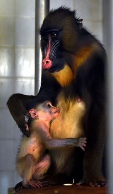 Nejmladší opičce jsou dva měsíce, jedna ze sami je navíc březí.