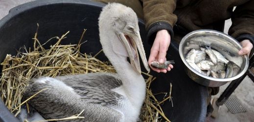 Dvorská zahrada rozmnožuje pelikány skvrnozobé jako jediná v Evropě.