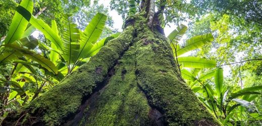 Tropické dřeviny poškozují ruční vrtáky svojí hustotou a velkými průměry (ilustrační foto).
