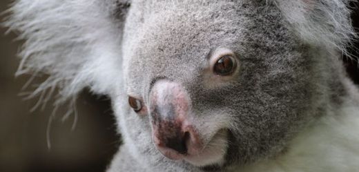 Podobný medvídek koala zemřel v kalifornské zoo (ilustrační foto).