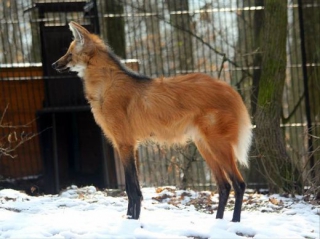Zoo Brno chová vlky hřivnaté již šestnáct let.