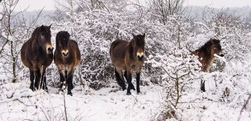 Na dvou pastvinách v Milovicích žije 31 koní a jedno hříbě.