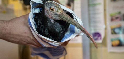 Předposlední odchycený ibis.