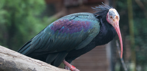 Jeden z odchycených ibisů.