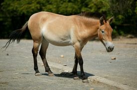 Pražská zoo přepravila z Česka do Mongolska již 19 koní Převalského.