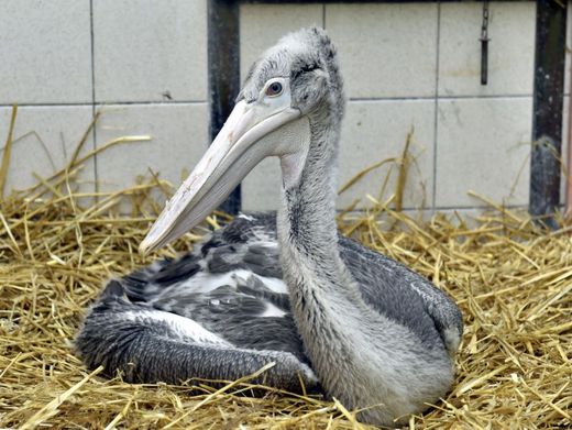 Ve volné přírodě se odhadem vyskytuje pouze 3500 pelikánů skvrnozobých.