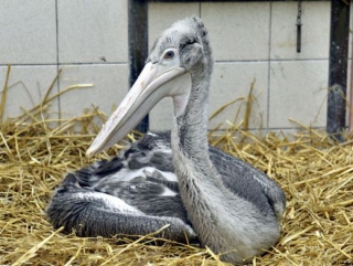 Ve volné přírodě se odhadem vyskytuje pouze 3500 pelikánů skvrnozobých.