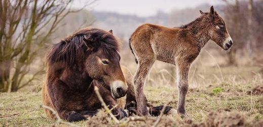 Divokým koním dovezeným z Británie do bývalého vojenského prostoru v Milovicích se narodilo již druhé hříbě.
