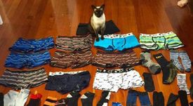 Sbírka prádla uloupená kočkou Brigit.