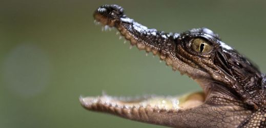 Desetiměsíční mládě kriticky ohroženého krokodýla siamského.