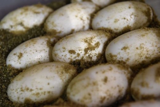 První krokodýlí vajíčka si mohou návštěvníci zoo prohlédnout přímo v inkubátoru.